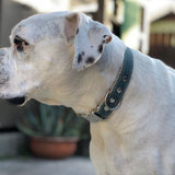 Studded Cork Dog Collar Ocean Blue