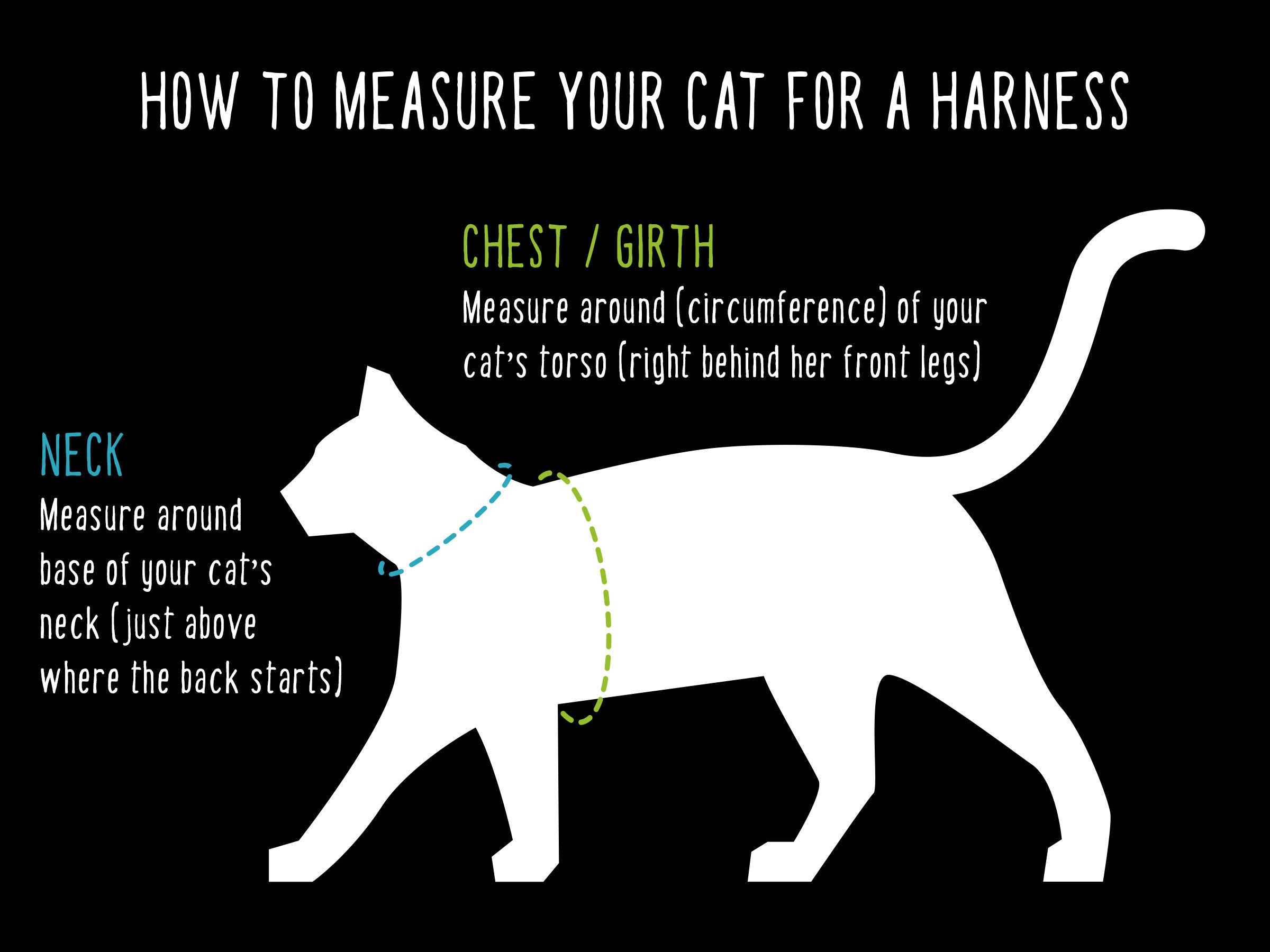 How to measure your cat for a harness