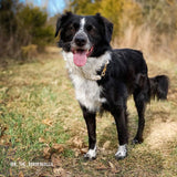 Natural Cotton Rope Dog ID Collar