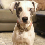 Just Hemp Rope Dog ID Collar