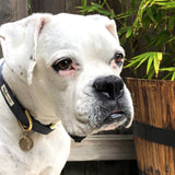 Just Hemp Nantucket Blue Dog Collar