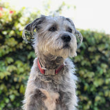 Signature Cork Dog Collar - Pretty In Pink
