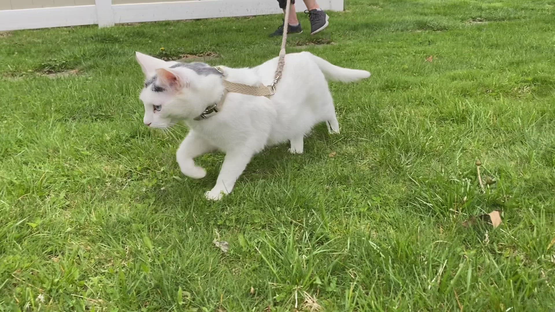 Eco Cat Harness