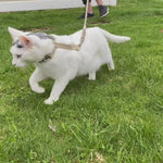 Eco Cat Harness