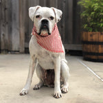 Wigglywoos Fringed Candy-striped Dog Bandana