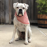 Wigglywoos Fringed Candy-striped Dog Bandana