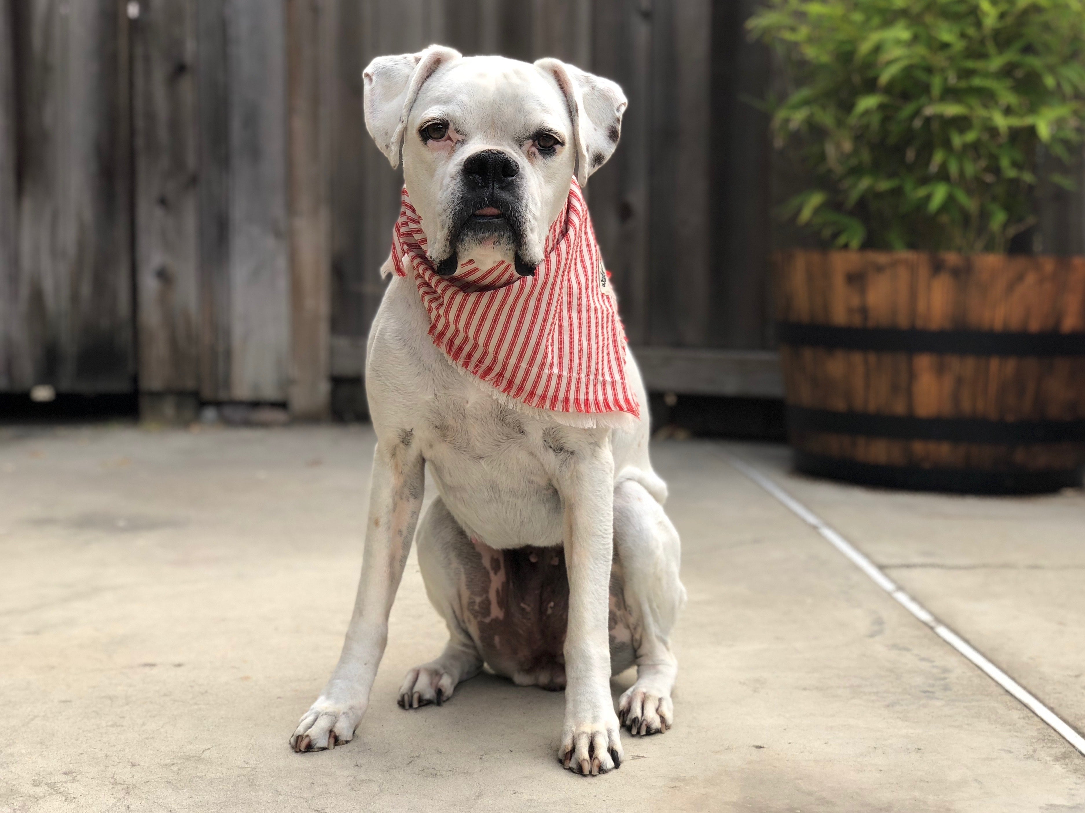 Wigglywoos Fringed Candy-striped Dog Bandana