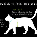 How to measure your cat for a harness
