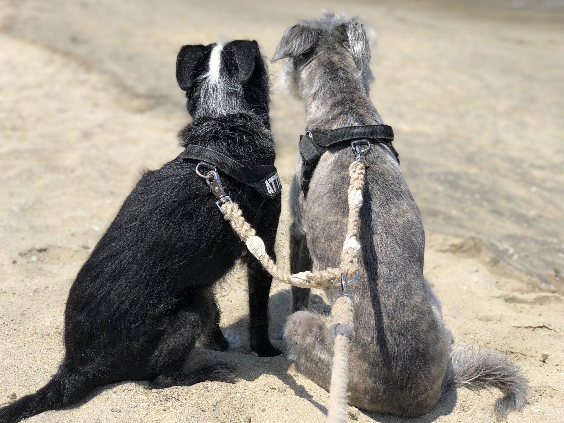 Dog Leash Coupler