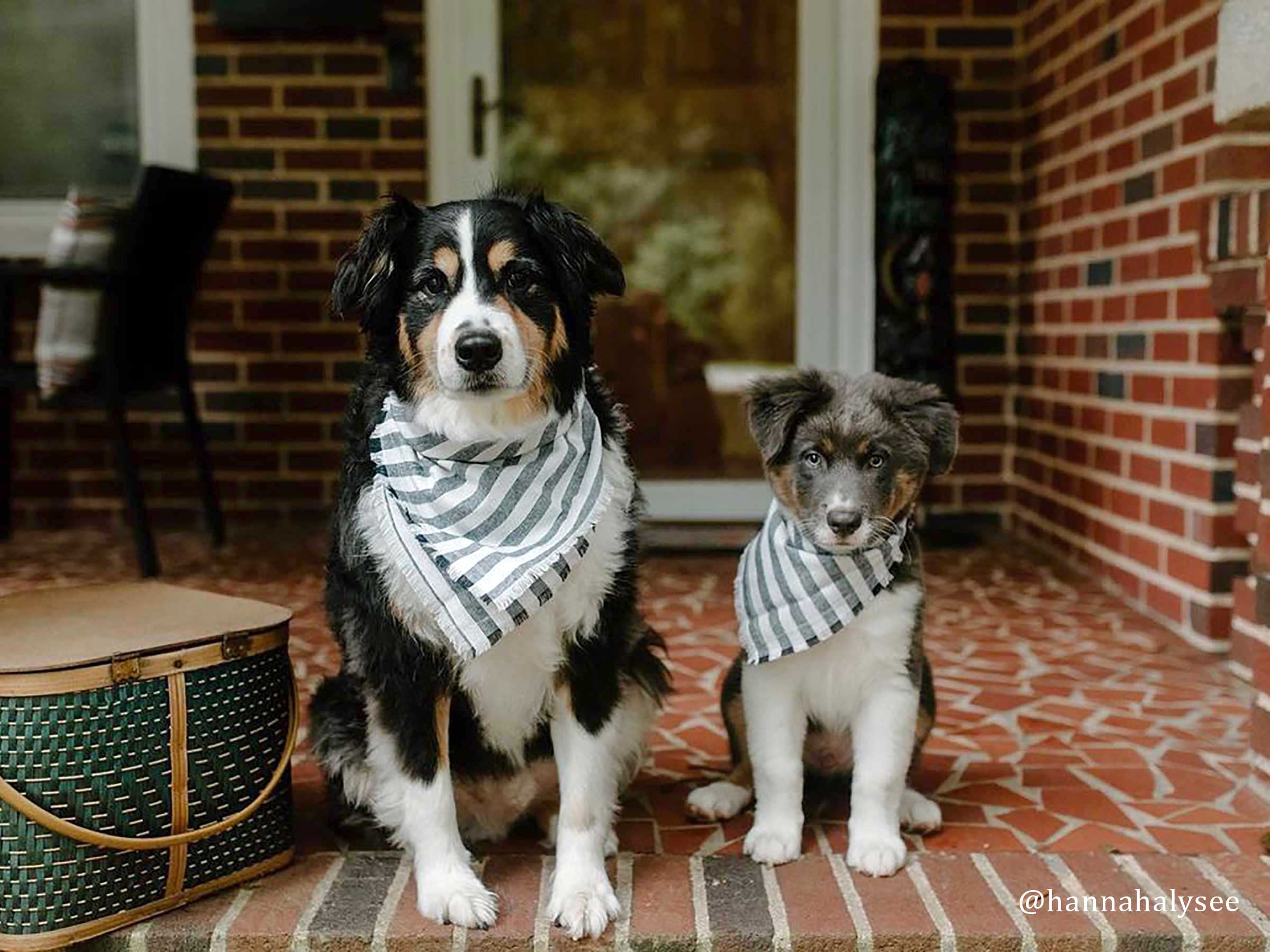 Fringed Indigo Striped Dog Bandana