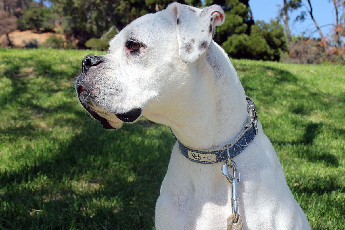 Denim Dog Collar