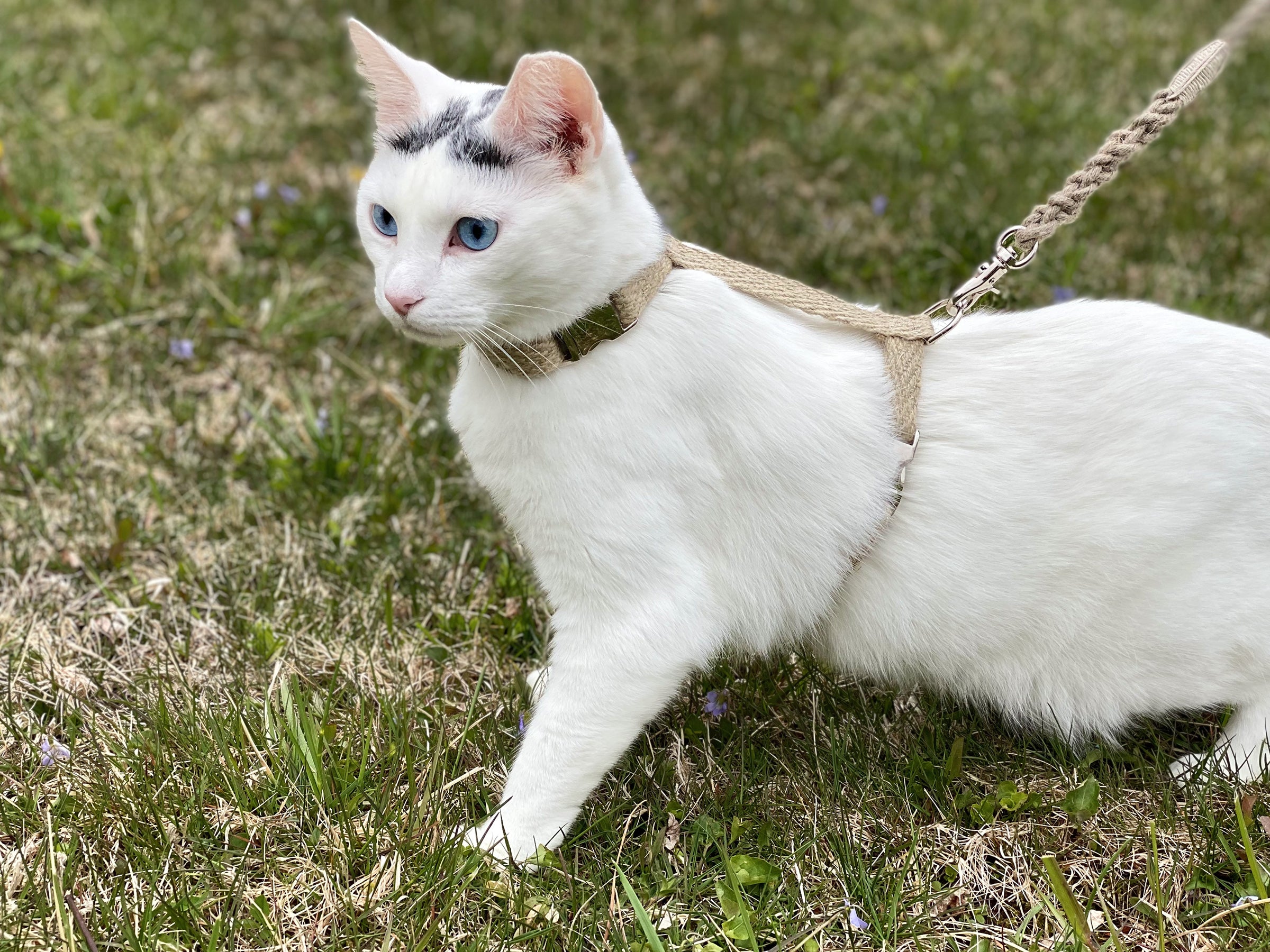 Just Hemp H-Style Cat Harness