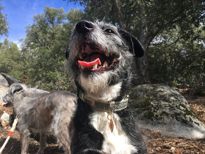 Lil' Adventurer Cork Leather Hemp Small Dog Collar in Blue