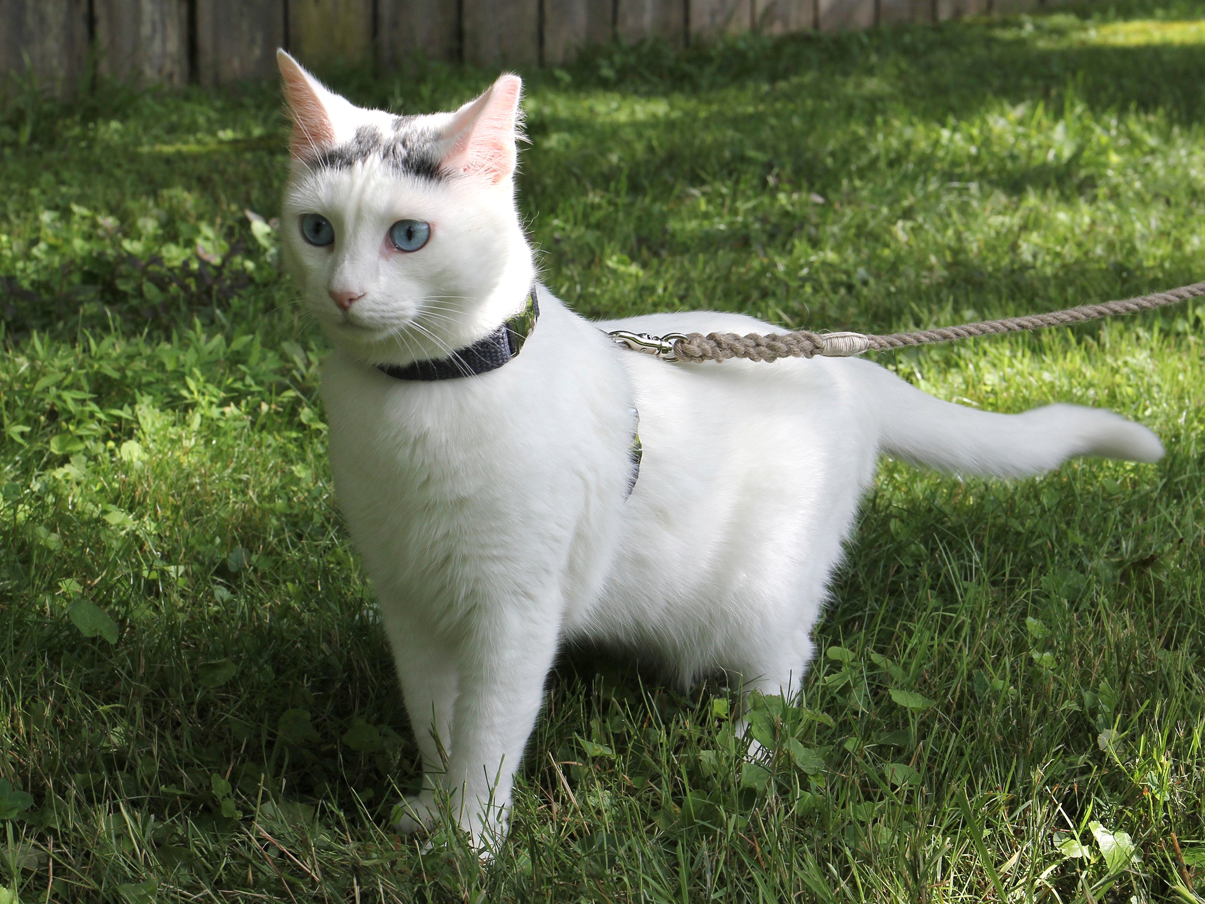 Nantucket Blue Just Hemp H-Style Cat Harness