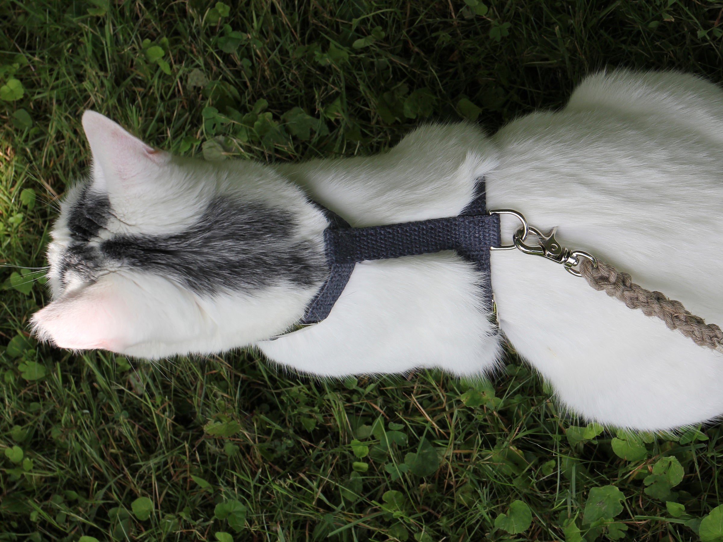 Nantucket Blue Just Hemp H-Style Cat Harness