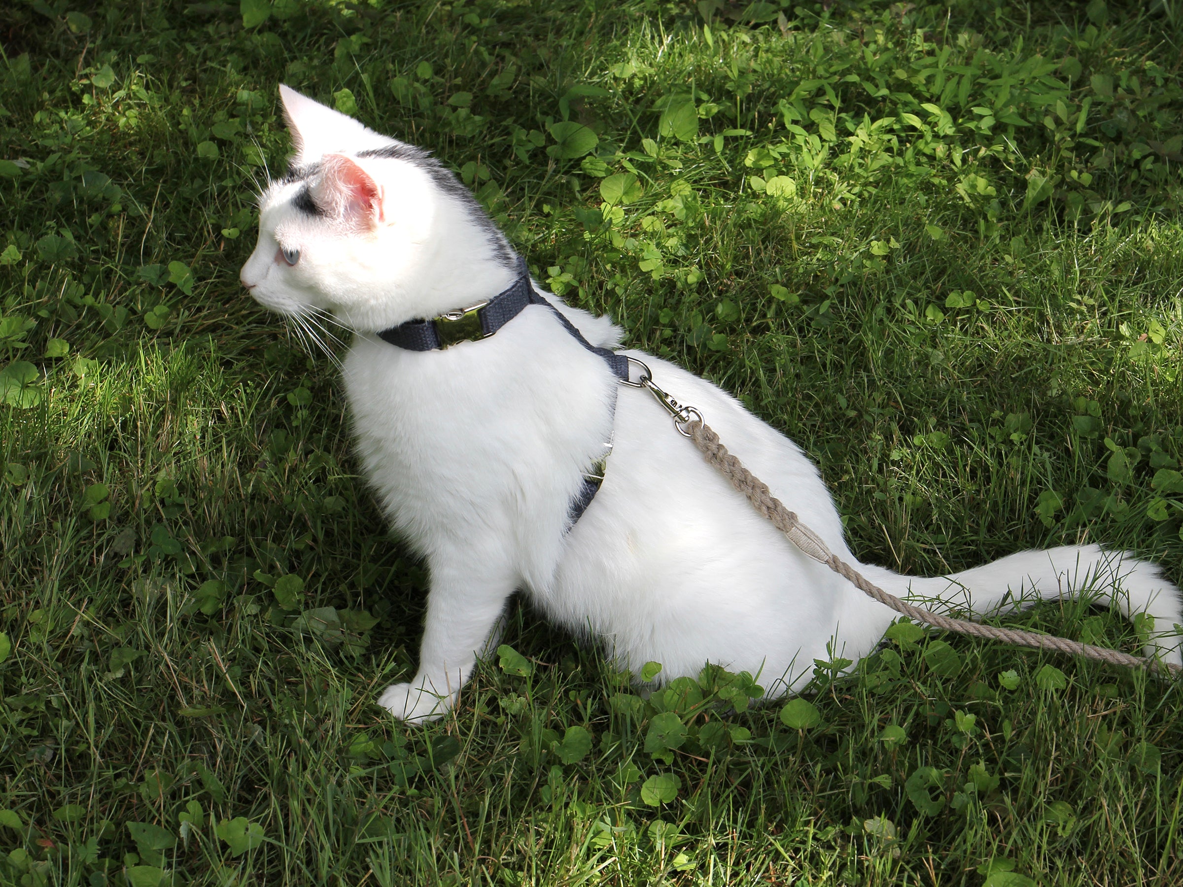 Nantucket Blue Just Hemp H-Style Cat Harness