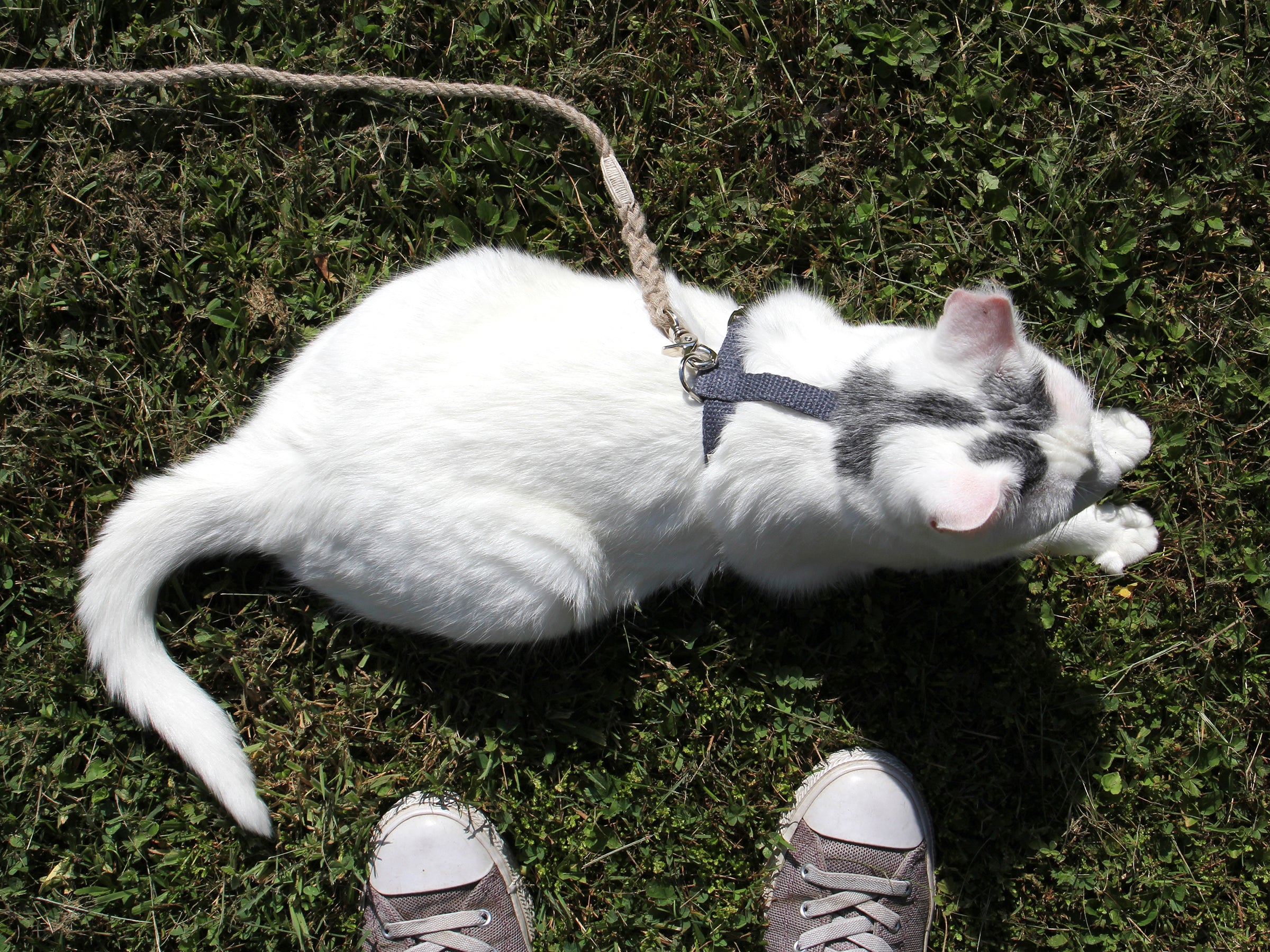 Nantucket Blue Just Hemp H-Style Cat Harness