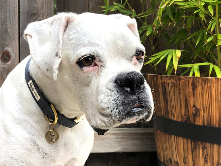 Just Hemp Nantucket Blue Dog Collar