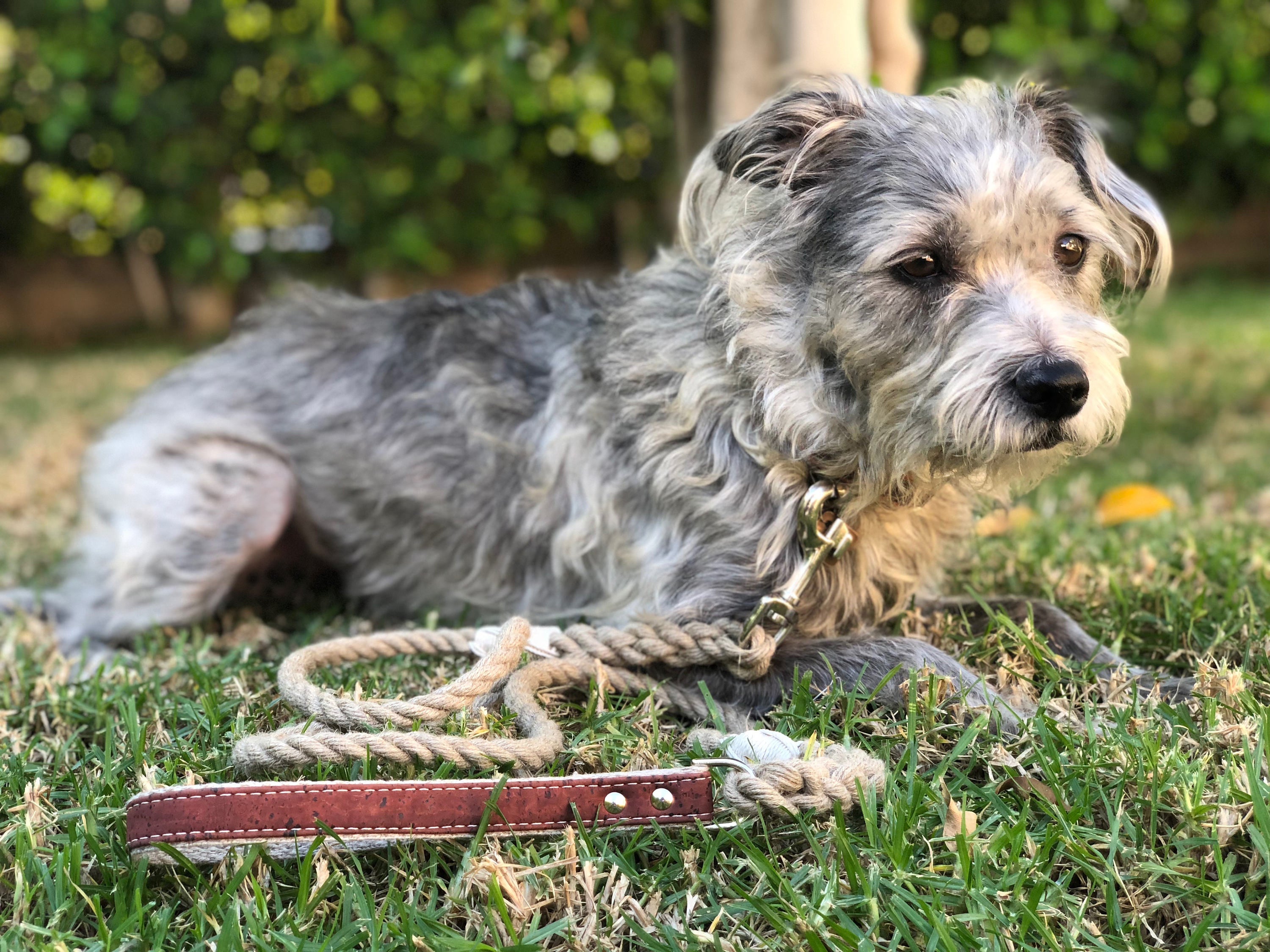 Hemp Rope Dog Leash with Cork Leather Handle
