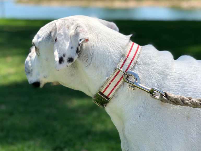 Nautical Striped Dog Collar - Red