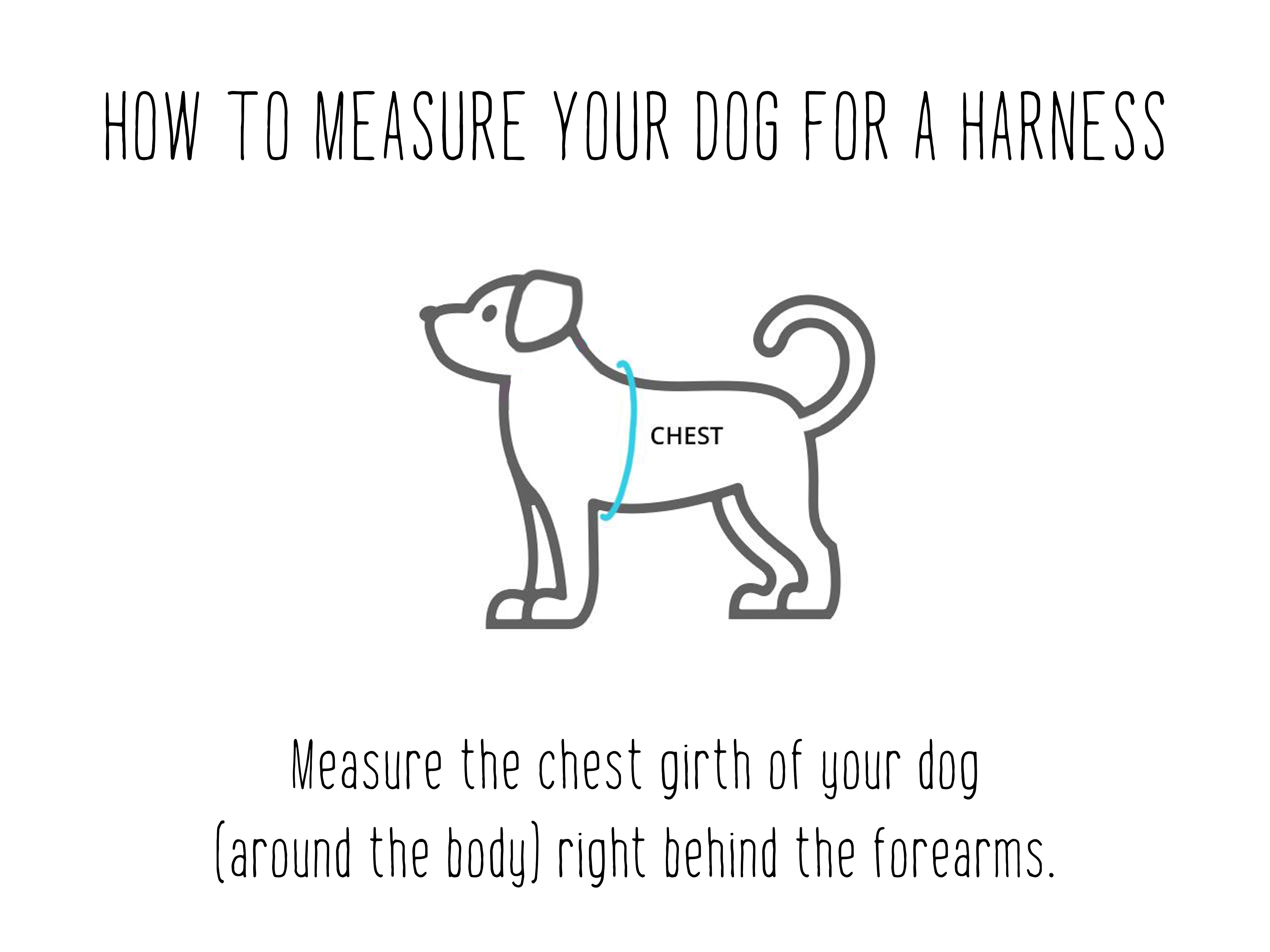 How to measure your dog for a Wigglywoos harness