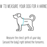 How to measure your dog for a Wigglywoos harness